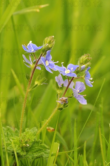 Common Field Speedwell