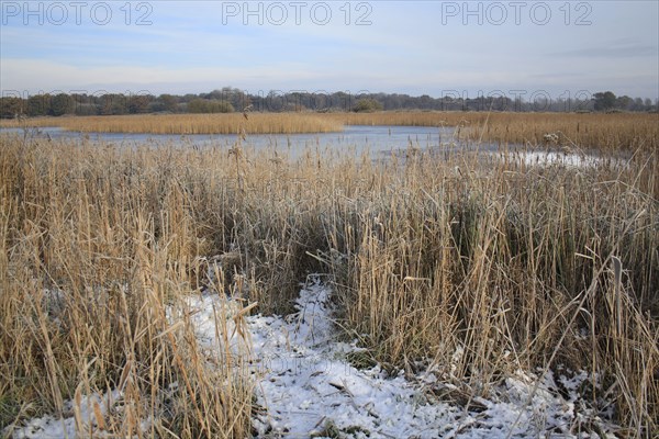 Common common reed