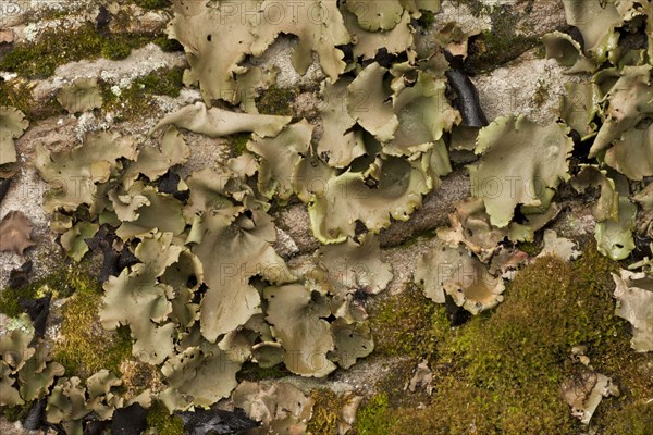 Smooth Rock-tripe