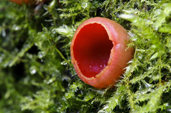 Scarlet elfcup