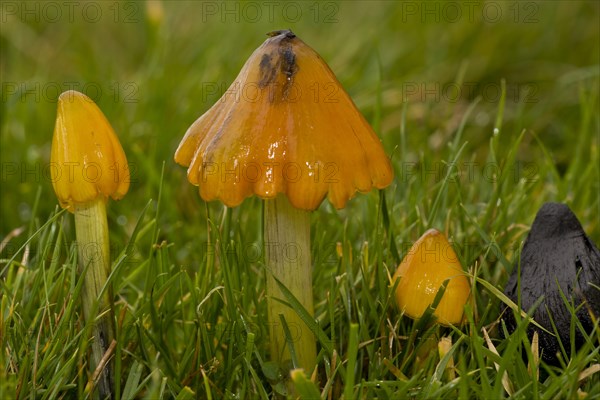 Blackening Waxcap