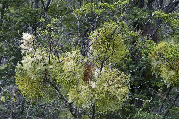 Mistletoe