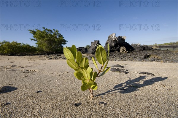 Young red mangrove growing on the beach