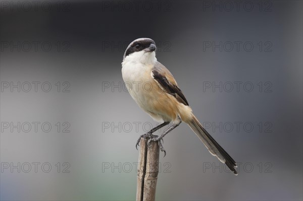 Long-tailed shrike