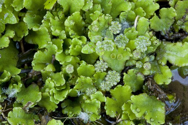 Common liverwort