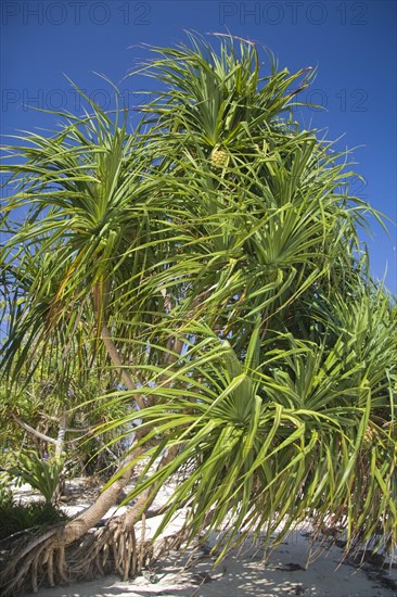 Fragrant Screwpine