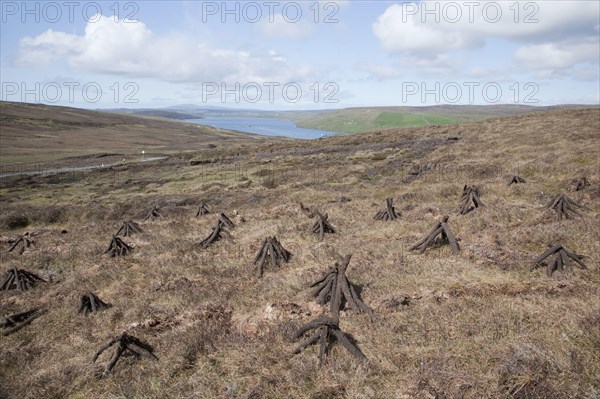 Drying firewood on moorland