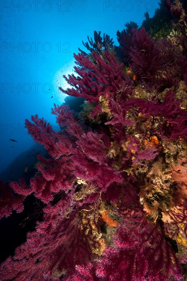 Mediterranean Fan Coral