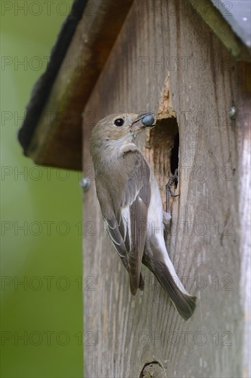 European pied flycatcher