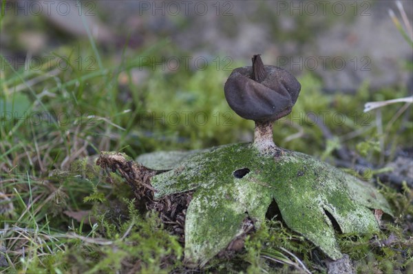 (Geastrum) pectinatum