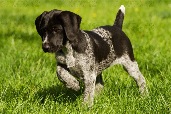 German Wirehair