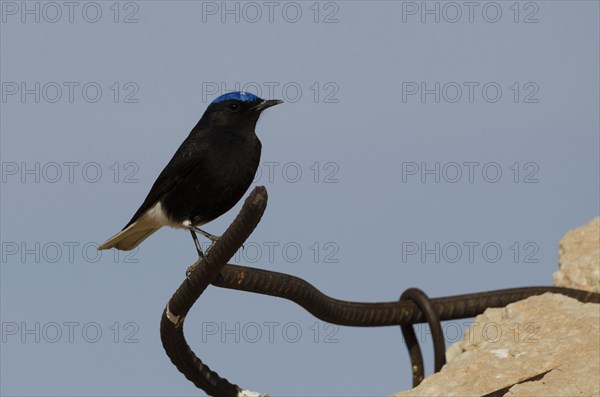 Sahara Wheatear