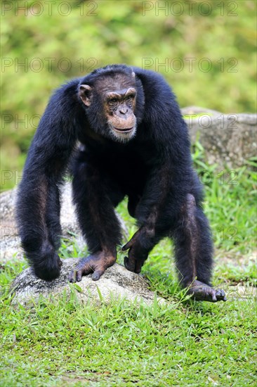 Chimpanzee