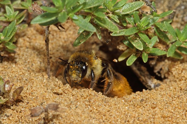 Trouser bee