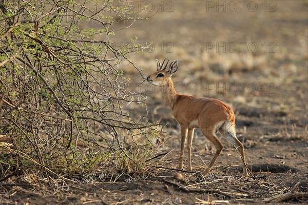 Steenbok