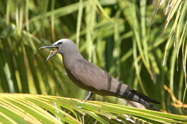 Noddy tern