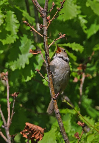 Manchurian Bush-warbler