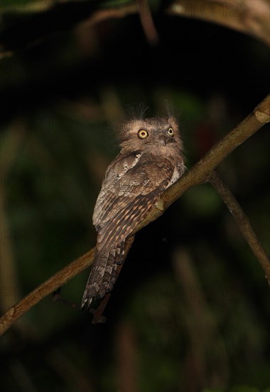 Javan Frogmouth