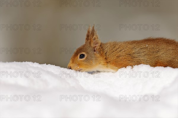 Eurasian red squirrel