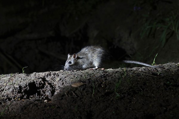 Brown brown rat