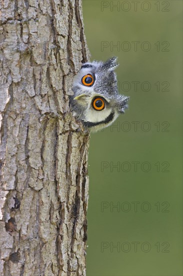 Bush Owl