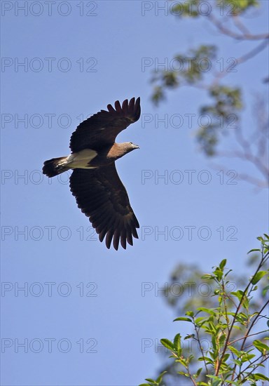 Lesser osprey