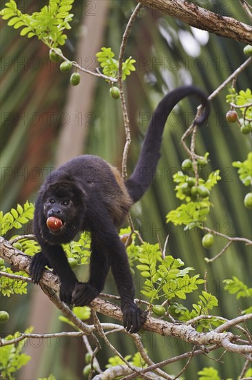 Mantled Howler Monkey