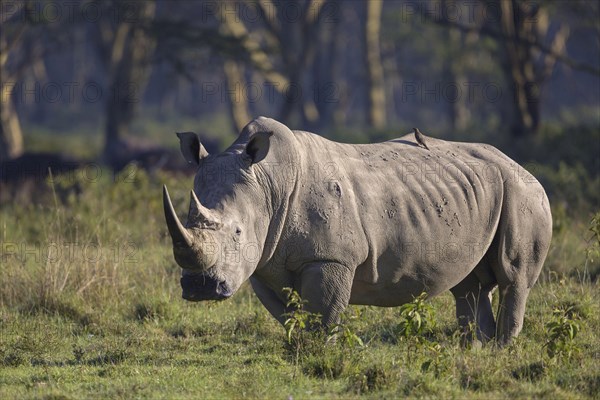 White rhinoceroses