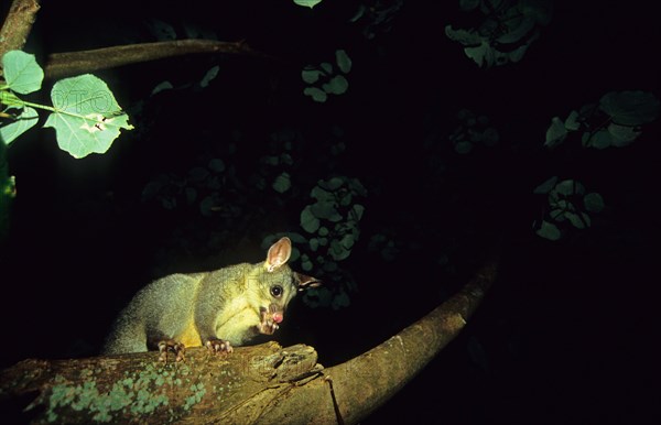 Common common brushtail possum