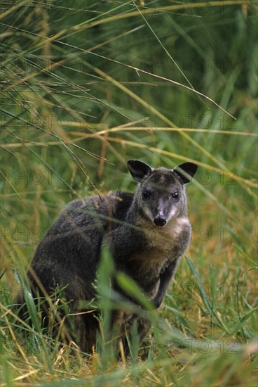 Grey bush kangaroo