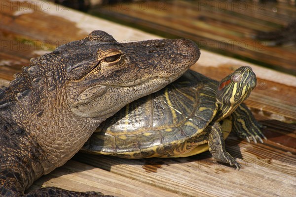 American american alligator