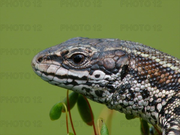 Viviparous lizard