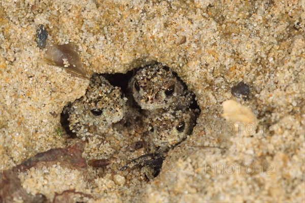 Natterjack Toad