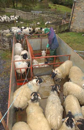 Shepherd dipping Scottish Blackface sheep in mobile dipper