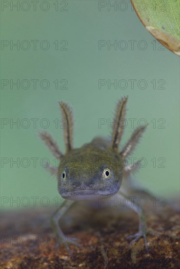 Great Crested Newt