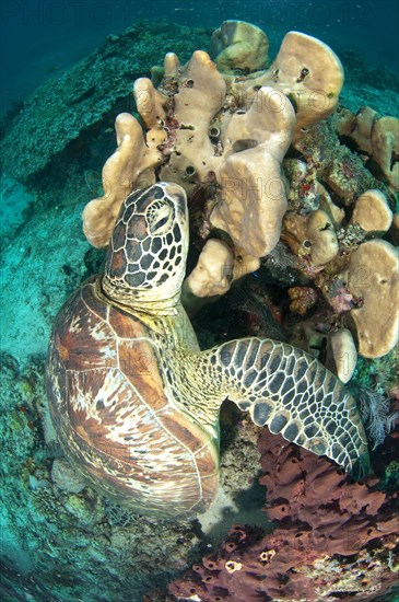 Green Turtle