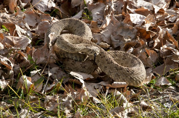 Western Rattlesnake