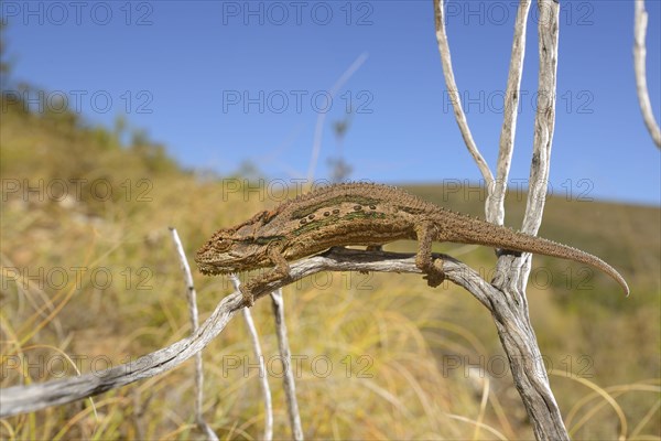 Dwarf Chameleon