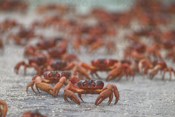 Christmas island red crab