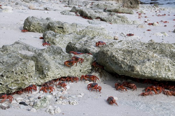 Christmas island red crab