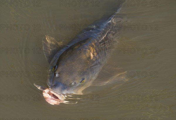 Common Carp