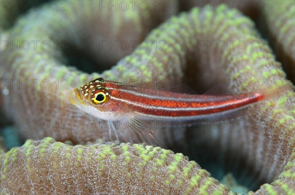 Striped Triplefin