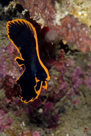 Pinnate Batfish