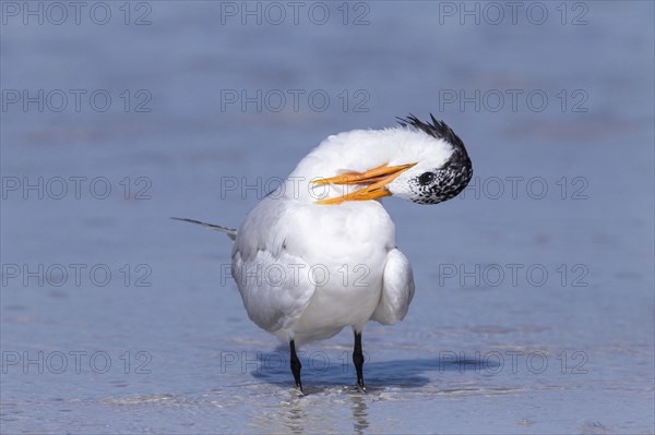 Royal tern