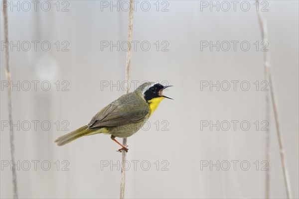 Common Yellowthroat