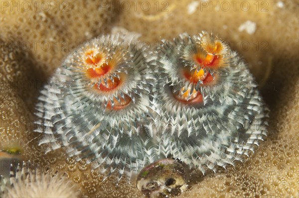 Spiral tube worm