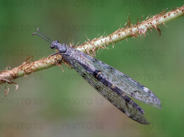 Antlion