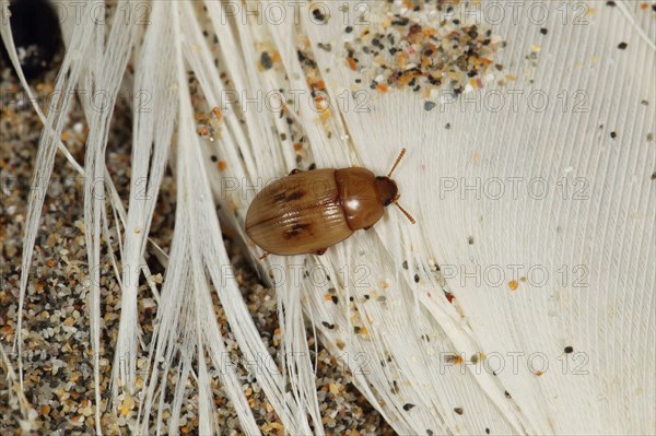 Strandline Beetle