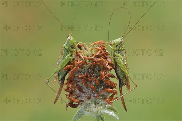 Long-winged Conehead