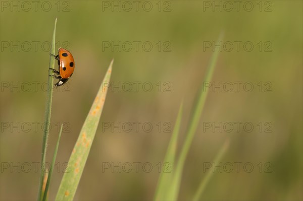 Seven-spot Ladybird